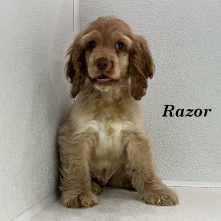 puppy, for, sale, Cocker Spaniel, Joe & Cherri  Overlease, dog, breeder, Miller, MO, dog-breeder, puppy-for-sale, forsale, nearby, find, puppyfind, locator, puppylocator, aca